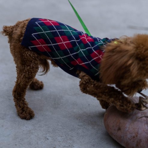 pet sweater