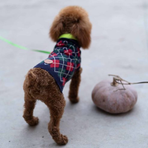 pet sweater